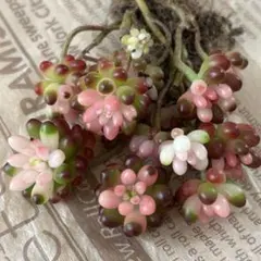 natutoyasu1127様 リクエスト 2点 まとめ商品