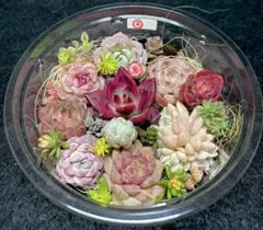 感謝セール❣️全部名前付き❣️多肉植物❤️エケベリア等とセダム少しカット苗詰め合わせ②