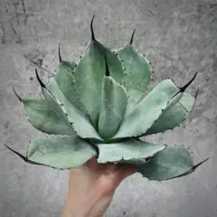 2025年最新】アガベ大株の人気アイテム - メルカリ