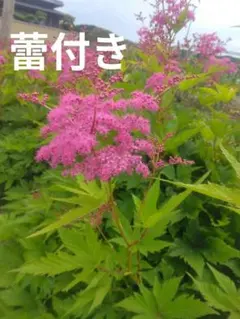クレマチス 抜き苗 ネコポス発送 - メルカリ