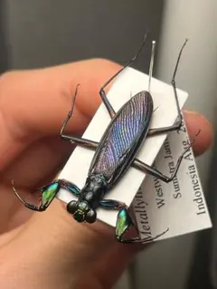 2026年最新】ケンランカマキリの人気アイテム - メルカリ