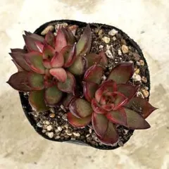 ❀るなこむ❀様 リクエスト 2点 おまとめ追加②