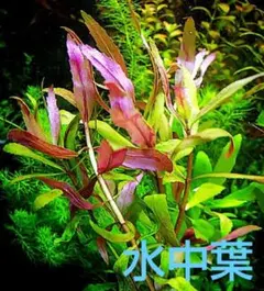 観葉植物 パキポディウム ラメリーラモスム 抜き苗 - メルカリ