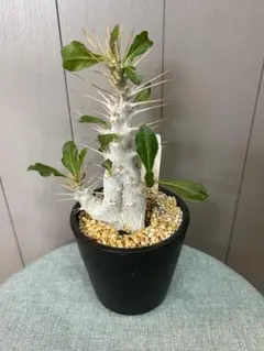 2025年最新】パキポディウム サンデルシー 白馬城の人気アイテム