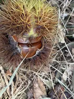 ちっち様専用ページです。お申し込みご注文されて無い方のお買い上げはご遠慮願います