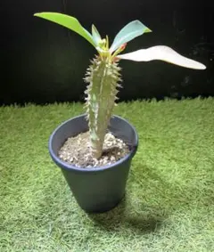 6+1=7粒【ムチプリ】アガベ オテロイ オアハカ 種 ルイス＋