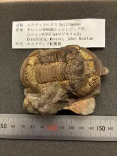 エクティラエヌス 三葉虫 化石標本　ハイポストーマあり