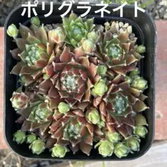 センペルビウム　ポリグラネイト　抜き苗 ポットの中全てのサムネイル
