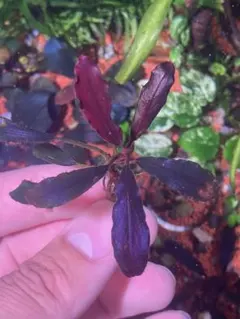 2025年最新】ブセファランドラspの人気アイテム - メルカリ