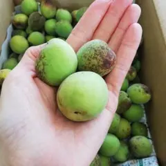 3.今年ラスト！山形県産　梅 農薬不使用 訳あり　サイズ混合 2kgのサムネイル
