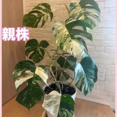 ⑦斑入りモンステラ ホワイトタイガー カット苗茎 観葉植物 インテリア