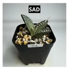 2025年最新】南アフリカダイヤモンド アガベの人気アイテム - メルカリ