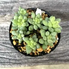 ひまわり様 リクエスト 3点 まとめ商品