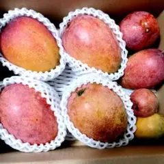 沖縄県産小さめマンゴーミニマンゴー少し 箱込み1.7kg 電話番号必須のサムネイル