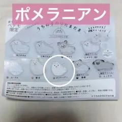【最安値・匿名配送】うちの子けだまだま ポメラニアン