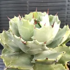 TumblingD様 リクエスト 2点 まとめ商品