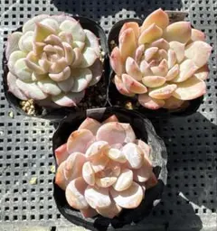 多肉植物　苺ジャムのサムネイル