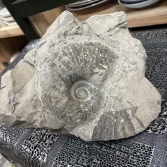 白亜紀　紀元前　太古の遺物　北海道産アンモナイト化石　重量5キロ アンモナイト化石 約5.8キロ 北海道産 白亜紀太古の遺物 恐竜時代