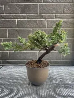 2026年最新】盆栽 五葉松の人気アイテム - メルカリ