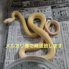 2026年最新】ヘビ 抜け殻の人気アイテム - メルカリ