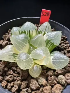 52b 多肉植物　ハオルチア　鍾乳石寿錦　自家繁殖　抜き苗発送 52b 多肉植物 ハオルチア 鍾乳石寿錦 自家繁殖 抜き苗発送 - メルカリ