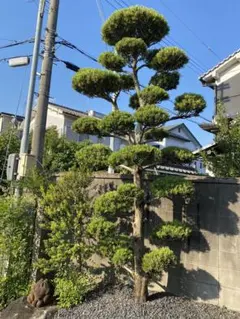 引き取り限定　立派な槙の木　羅漢松　マキの木　関西　幸運を招く木