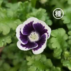 たんぽぽ様 リクエスト 3点 まとめ商品