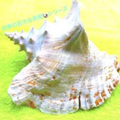 2026年最新】コンク貝の人気アイテム - メルカリ