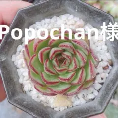 Popochan様 リクエスト 3点 まとめ商品