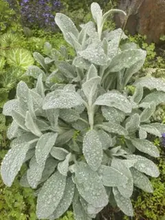 2025年最新】ラムズイヤーの人気アイテム - メルカリ