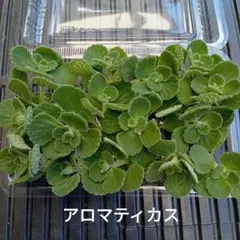 アロマティカス　15カット　多肉植物