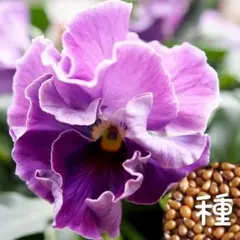 luna様 リクエスト 3点 まとめ商品