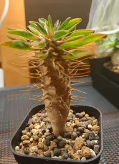 2026年最新】ギラウミニアナ 実生の人気アイテム - メルカリ