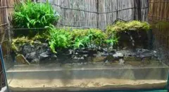 受注生産】 滝と渓流のアクアテラリウム 30センチ水槽 - メルカリ