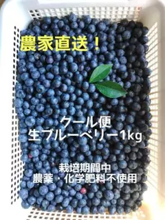 ブルーベリー1.0kg クール便 化粧箱入り - メルカリ