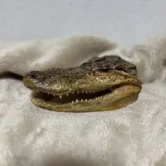 ワニ 頭部 置物