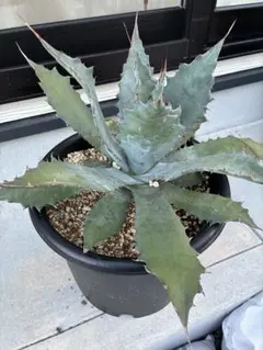 2025年最新】耐寒性アガベの人気アイテム - メルカリ