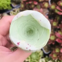 白玉エッグローズ　グリーノビア　多肉植物のサムネイル