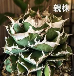LIZE産　清櫻　クイーン　アガベ チタノタ 観葉植物 子株付き アガベ チタノタ 子株 観葉植物 LIZE産 清櫻 クイーン - メルカリ