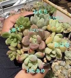 つぶつぶ屋　おもち　マカロニ　おはな　わたあめ　小梅３つ　バブリー　セットのサムネイル