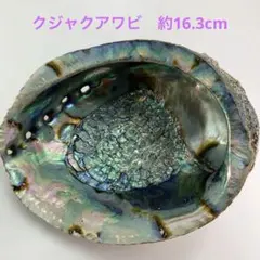 NO58-124 クジャクアワビ(貝殻) 約16.3cm