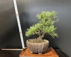 五葉松　荒皮性 盆栽のサムネイル