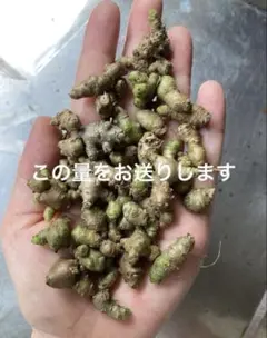 新鮮！ただいま採れたて★小さめムカゴ　オカワカメのムカゴのサムネイル