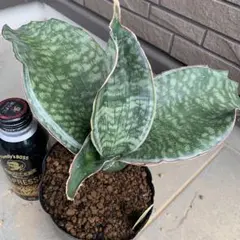 Sansevieria Mafinga ES849 White Var - メルカリ