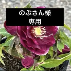 のぶさん 様専用　クリスマスローズ　ポット発送