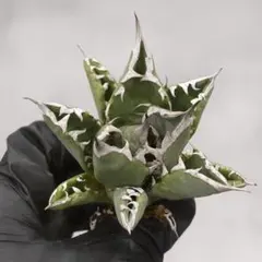 2025年最新】アガベ 清櫻の人気アイテム - メルカリ