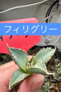 noritama様 リクエスト 2点 まとめ商品