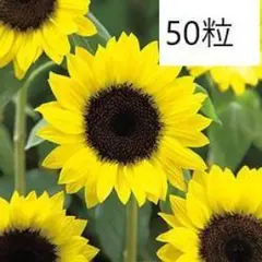 m様 リクエスト 3点 まとめ商品