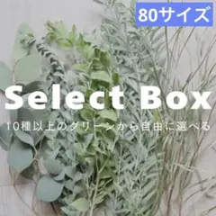 ユーカリ ポポラスベリー 枝葉 フレッシュ スワッグ　 100サイズ ユーカリ ポポラスベリー 枝葉 フレッシュ スワッグ 100サイズ - メルカリ