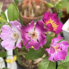 ⭐️日陰で咲くつる薔薇⭐️抜き苗⭐️のサムネイル
